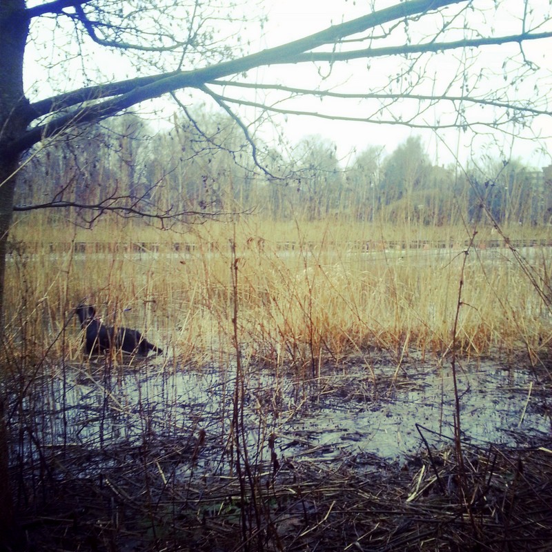 Myös Gere nautti vedestä tänään!