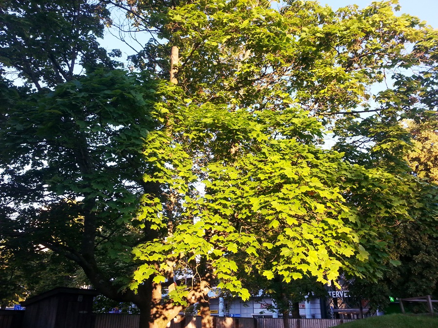20150813_061947