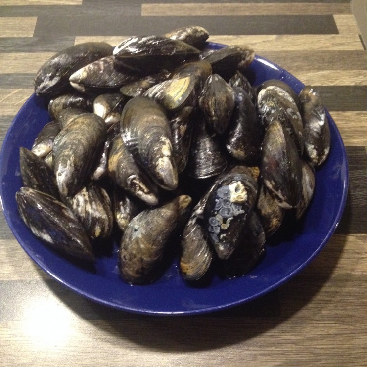 sinisimpukoita
