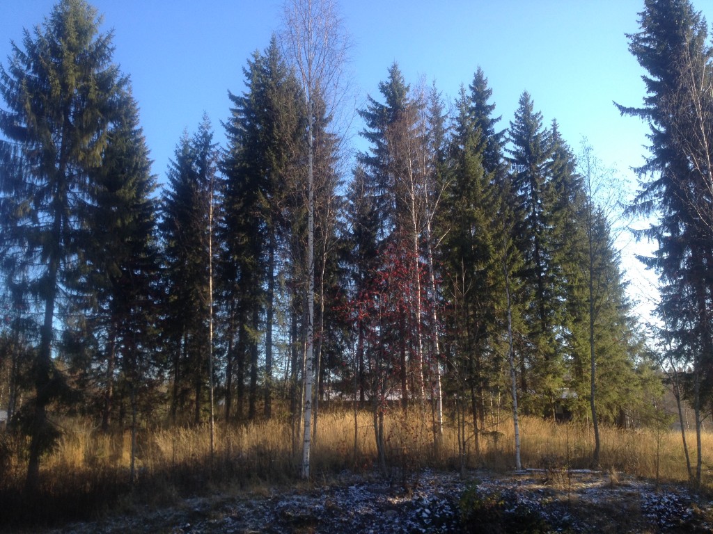 aurinko