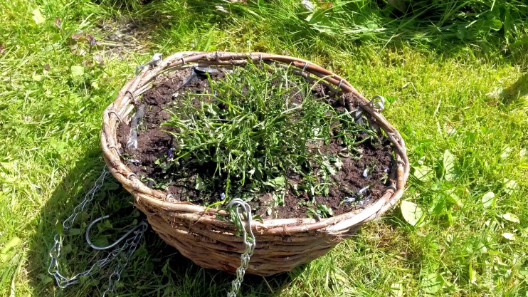 Tässä oli sininen aivan ihana kukka. Kaatosade runteli sen heti kahden päivän hankkimisen jälkeen, nyyh! Leikkasin sen ja odottelen, josko se virkoaisi...