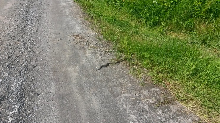 Nähtiin kävelylenkillä kyy, yök!!!