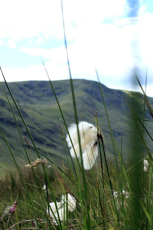 Cairngorms