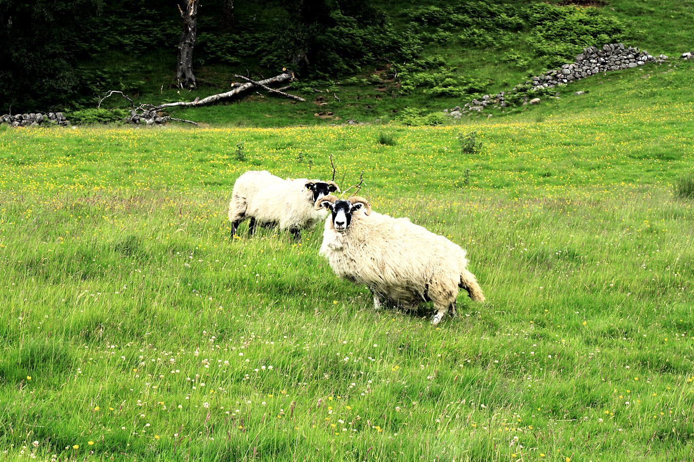 Samoilla apajilla lampaiden kanssa.