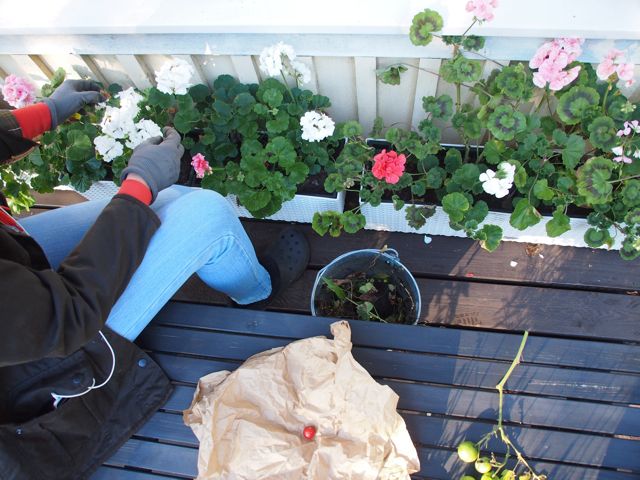 Pelargonia on maailman helpoin ja kiitollisin kasvi. Se kukkii vaikka mikä olisi! Rakastan näitä!