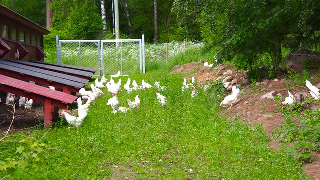 Hei - toi ihminen tulee tänne!