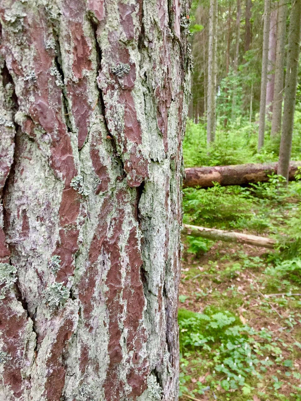 Puolet petäjäistä!
