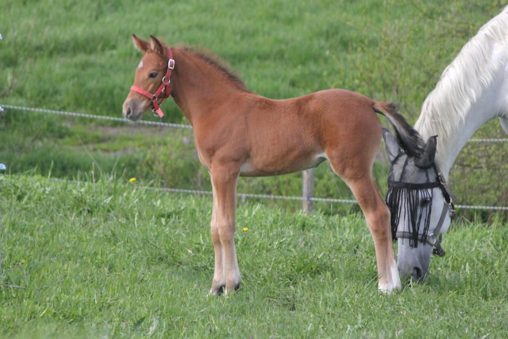 Meidän Hilppa, josta piti tulla Pasi. Kaula kuin oriilla kuitenkin. Neiti 1kk.