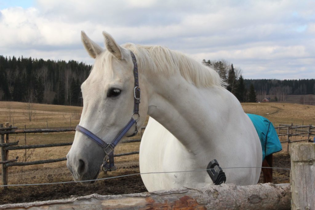 Voiko tunkkeja syödä?