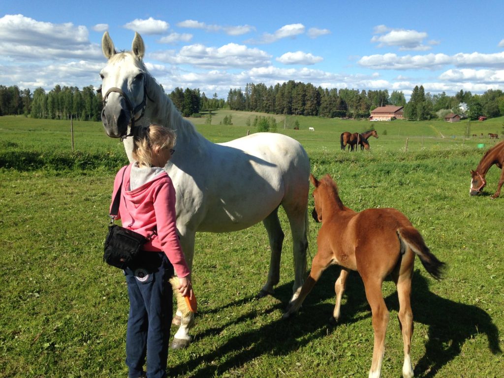 Pullukka osasi tällä kertaa hieman poseerata, Hilppa oli menossa väärään suuntaan. Siis kuvaajassa ei ole mitään vikaa.