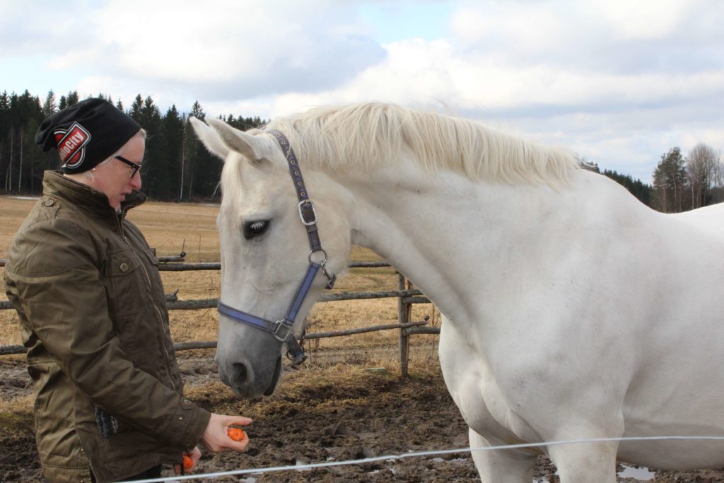 Maailman Hienoin Hevonen.