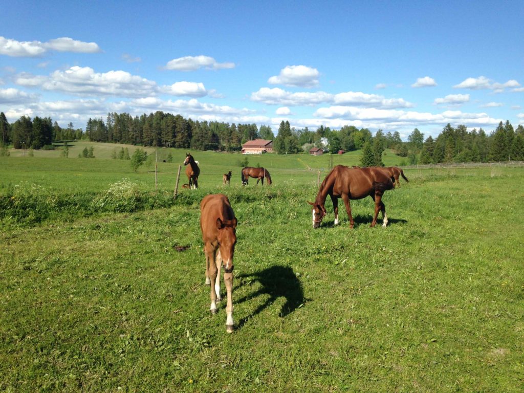Naapuriperheen lapsi, kyselyiässä.