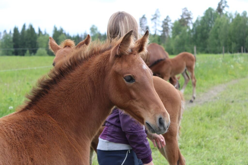 "Moni on tykänny." - Hilppa