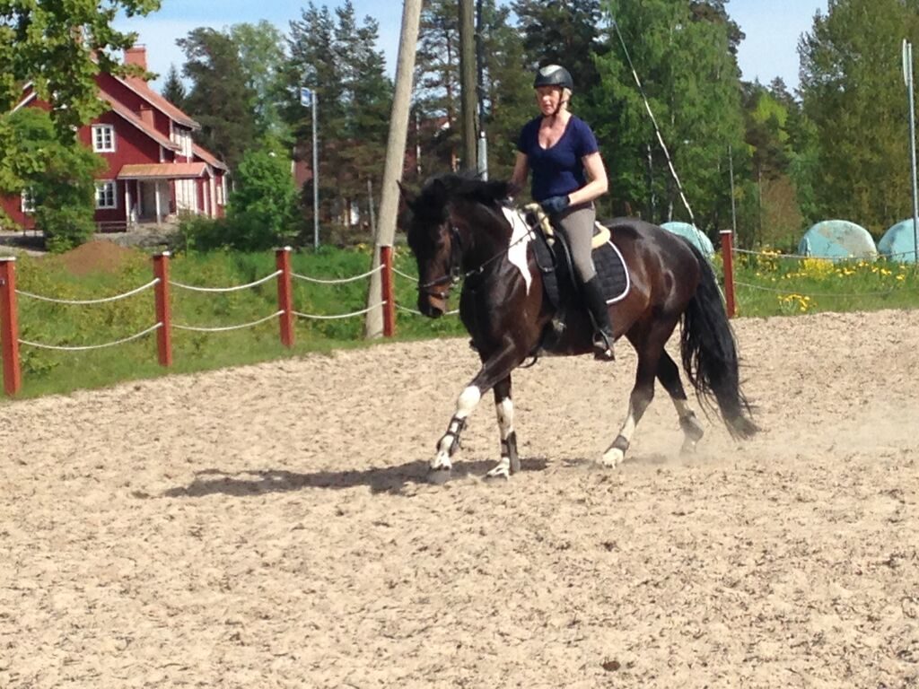 Tämä on se dressageponi.