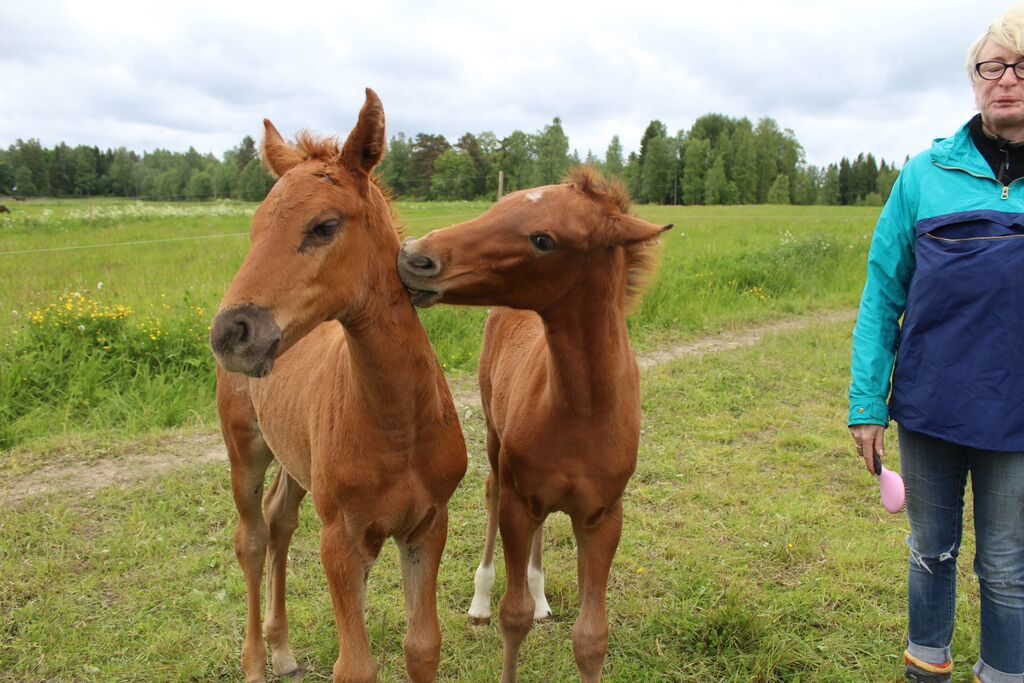 Me olemme närkästyneitä ja suoritamme vihapuhetta.