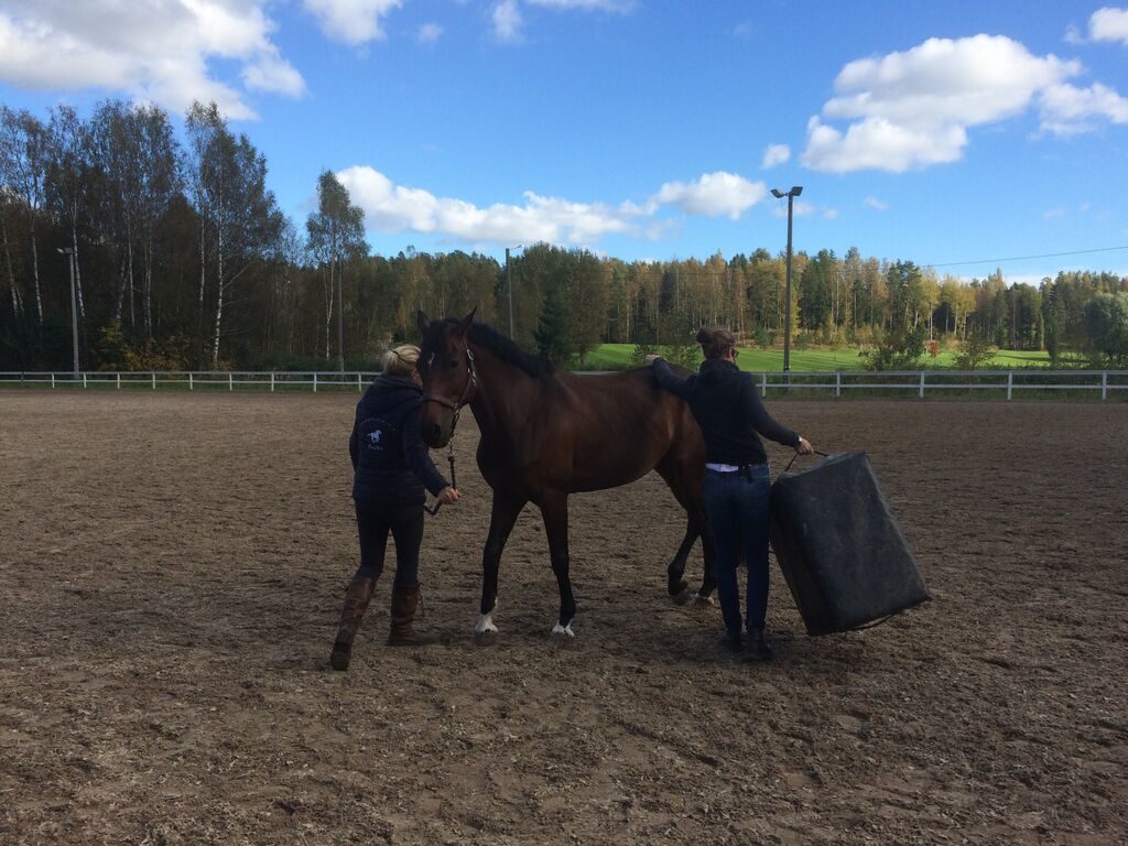 Kiropraktikko jahtaa hevosta laatikon kanssa. Hevonen ei ole vielä varma kiropraktikon aikeista.