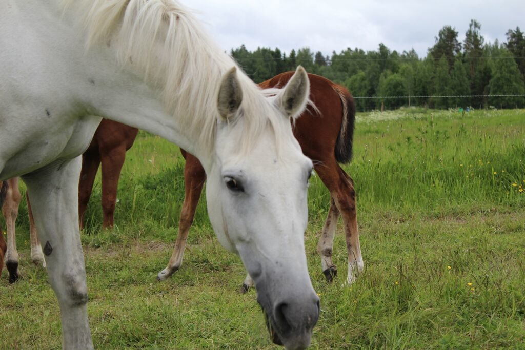 "Häh? Mikä on ongelma?"