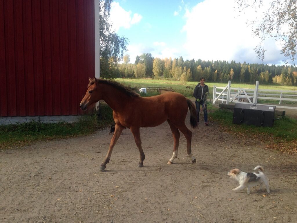 Kääk, voi olla, että minusta tulee tätikuljetin. - Hilppa, 6kk