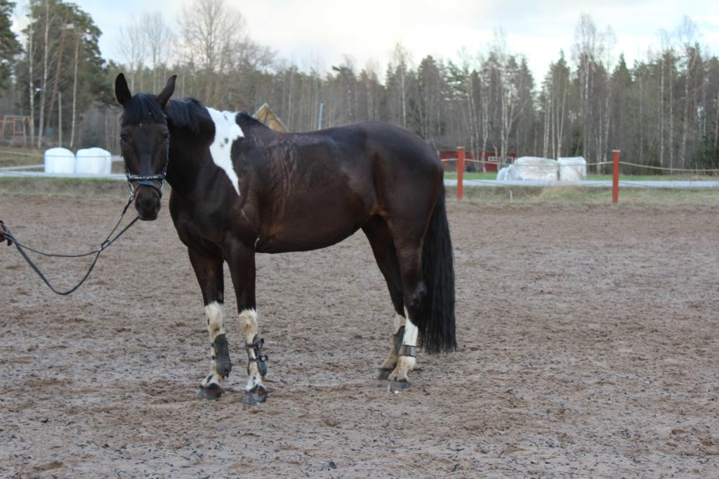 Terve, minä oon taas kaupan. Kysykää Katjalta. En o kallis ja olen kyllä hintani väärtti, varppina!