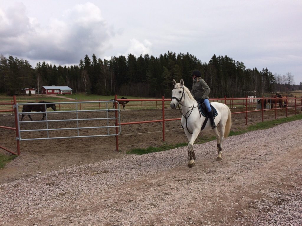 Etualalla Pullukka kilpahevosena, taustalla täysin unholaan jäänyt Hilppa. Siis se ruskea siinä keskellä.
