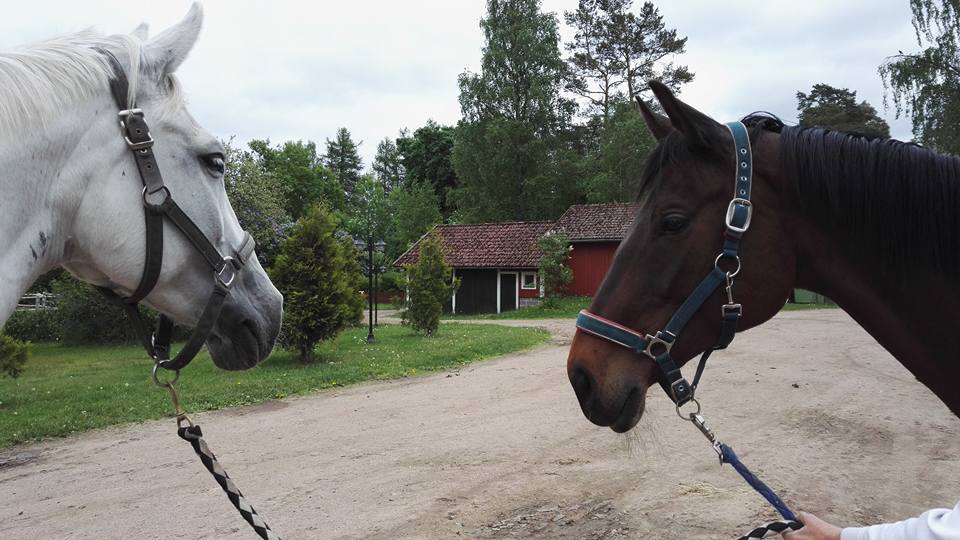 Ystävän kanssa on hyvä kävellä, kun pierettää. Kuva: Tiina Leppänen