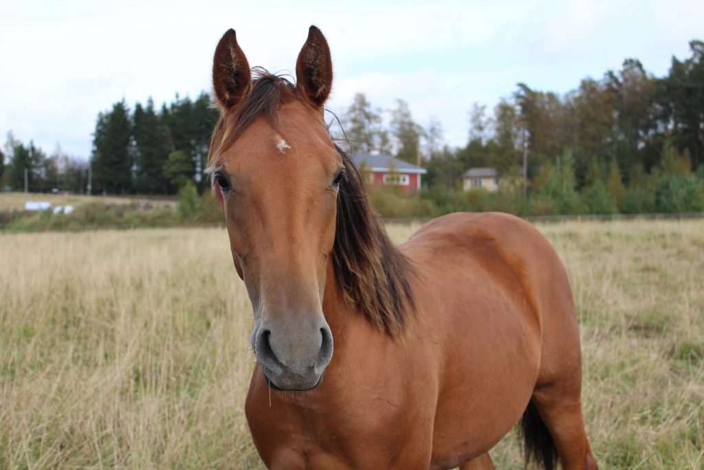 Minua saa silittää käypää taksaa vastaan.