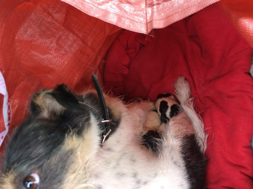 Siellä näkyy pienet piiperot <3