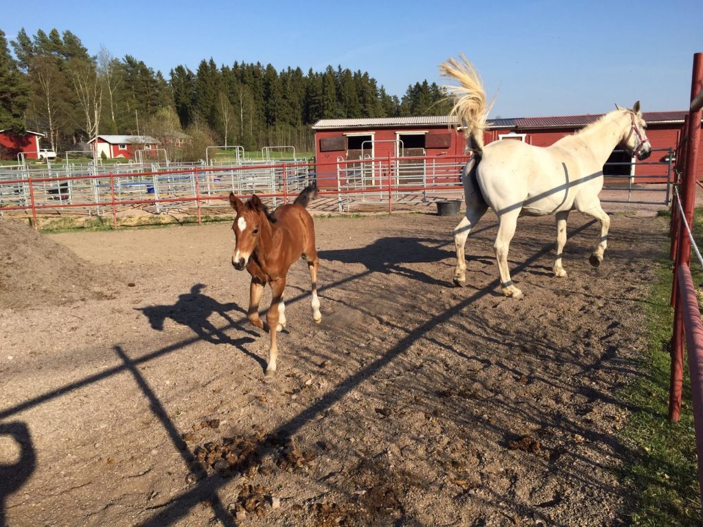 Pientä kekkulointia ehkä, mutta kohta kuitenkin sataa tai jotain. Kuva: Outi Impivaara