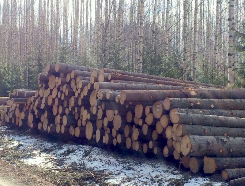 Kaadetun mäntypuun tuoksu on yksinkertaisesti ihana.