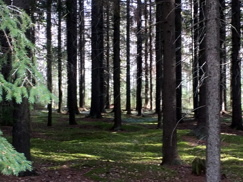 Metsän siimekseen sammalmatolle tekisi mieli mennä köllöttelemään.