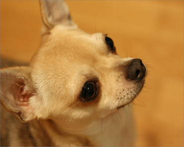 Totti_profile Totti_profile