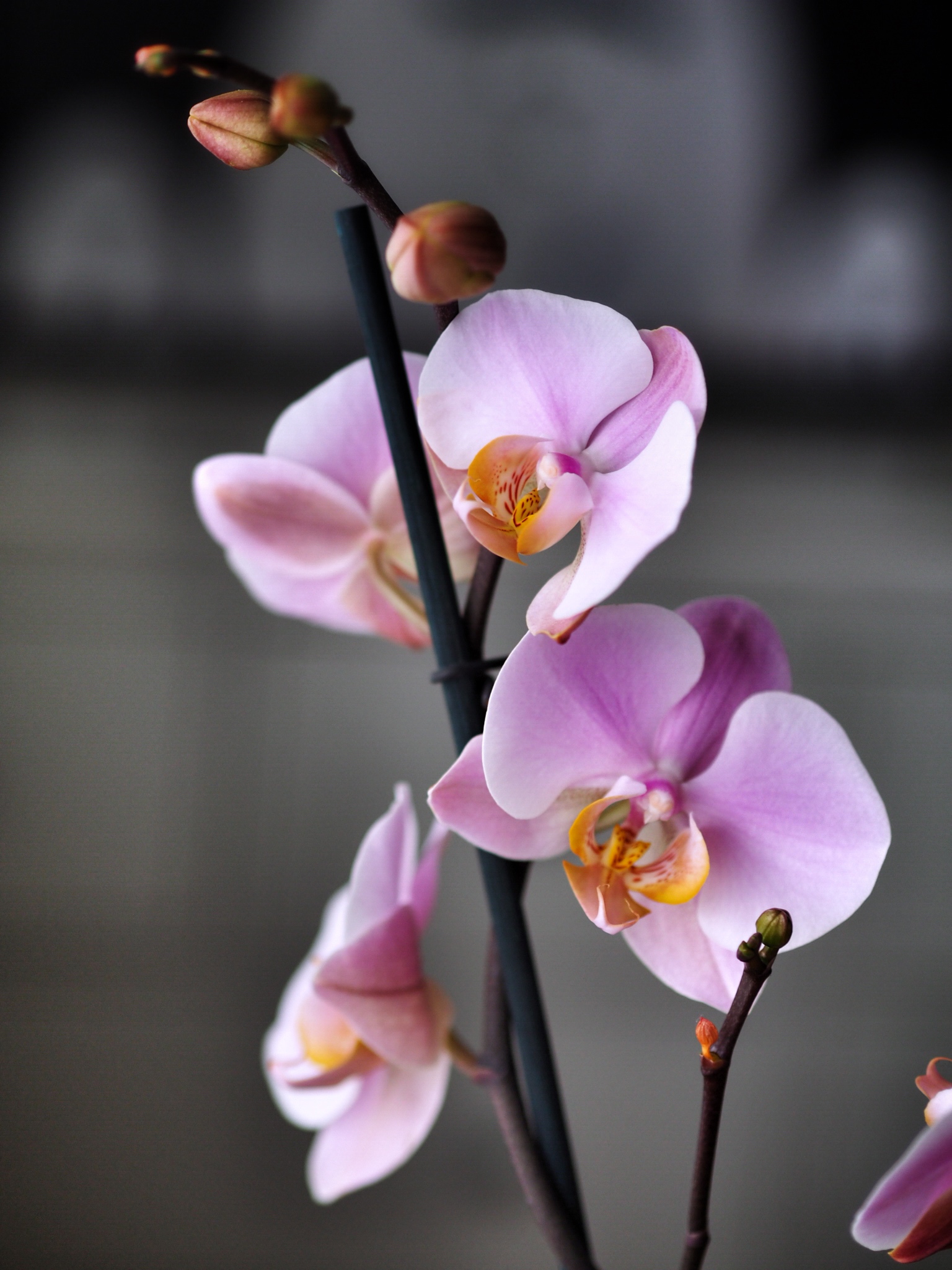 Phalaenopsis eli perhosorkidea