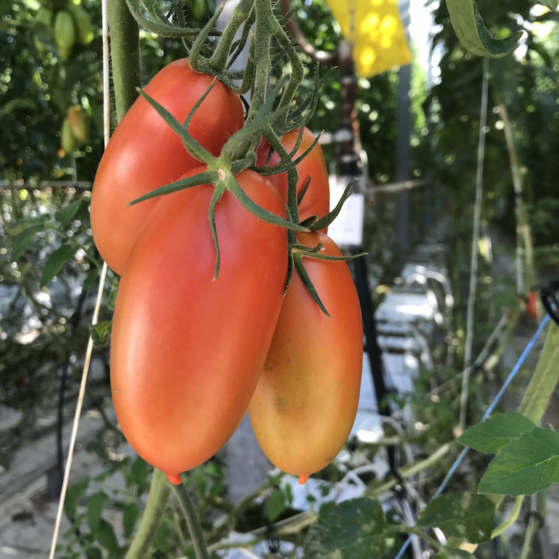 san marzano